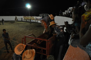 Getting the bull ready in the chute.