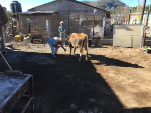 Cow being brought out to be slaughtered.